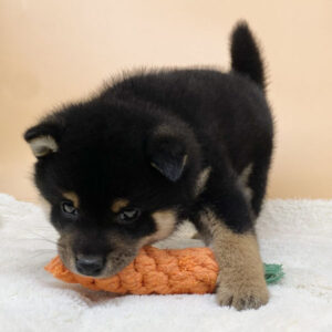 Alternative view of 柴