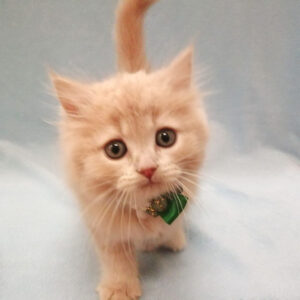 Alternative view of ミヌエット