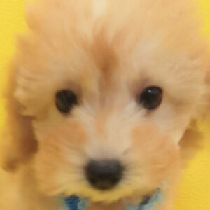 トイ・プードル