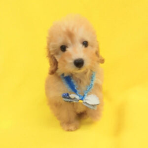 Alternative view of トイ・プードル