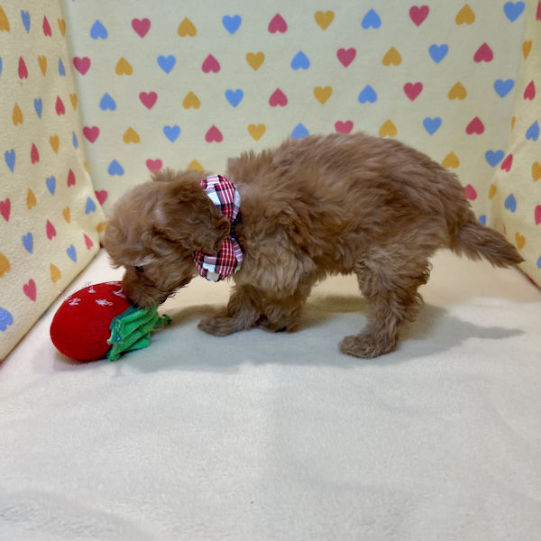 トイ・プードル - 画像 (3)