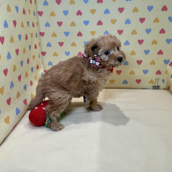 トイ・プードル - 画像 (4)