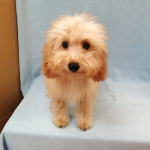 Alternative view of トイ・プードル