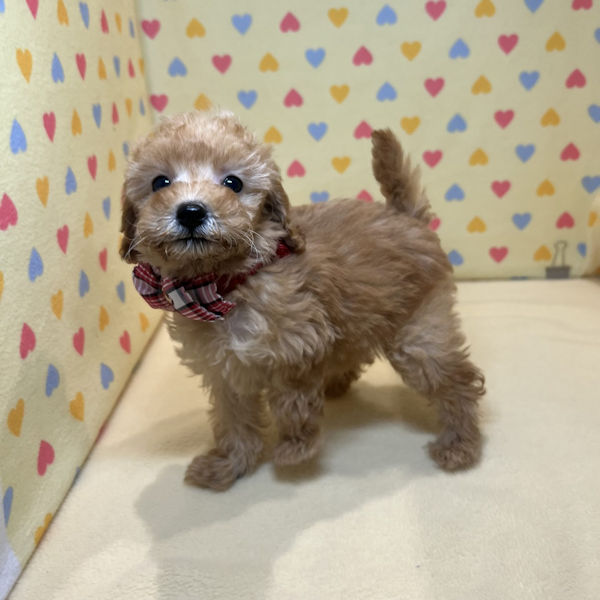 トイ・プードル - 画像 (5)