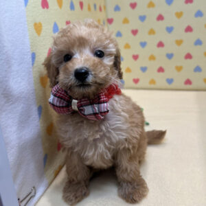 Alternative view of トイ・プードル