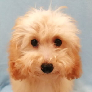 トイ・プードル