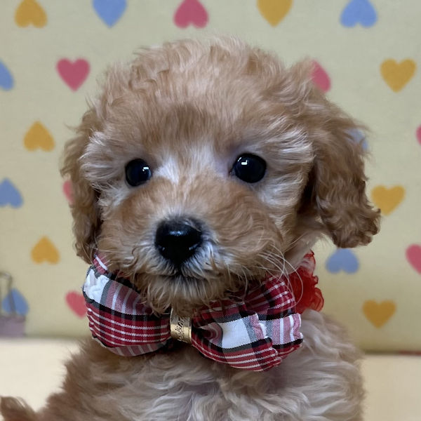 トイ・プードル