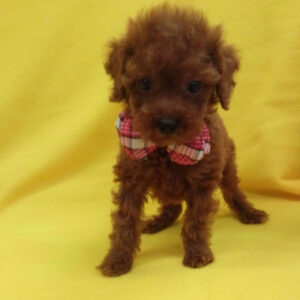 Alternative view of トイ・プードル