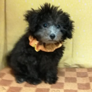 Alternative view of トイ・プードル