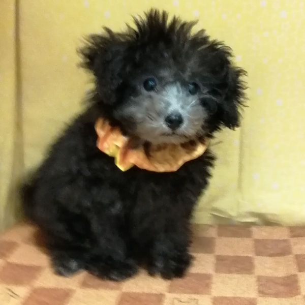 トイ・プードル - 画像 (2)