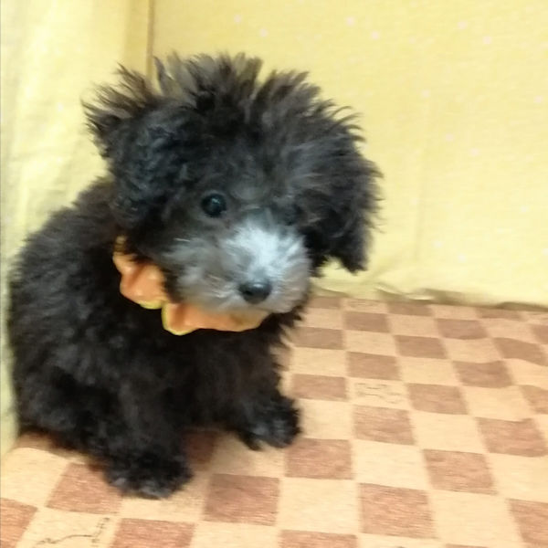 トイ・プードル - 画像 (4)