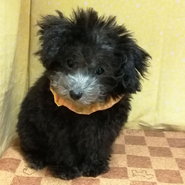 トイ・プードル - 画像 (5)