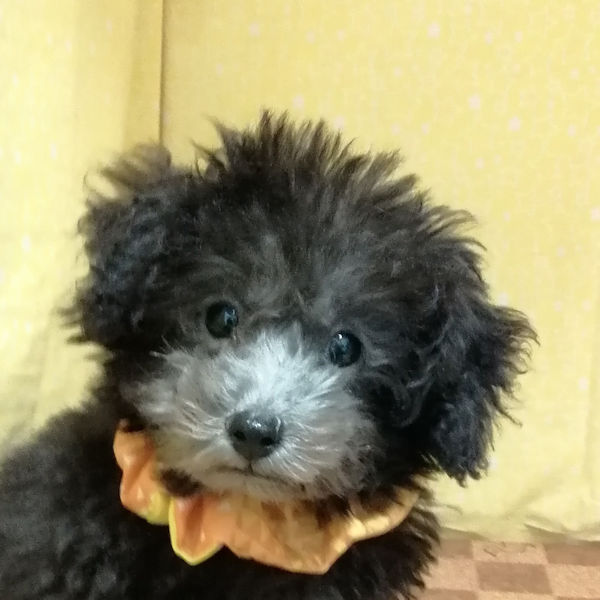 トイ・プードル