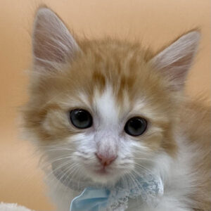 スコティッシュ・フォールド