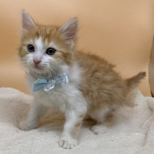 Alternative view of スコティッシュ・フォールド