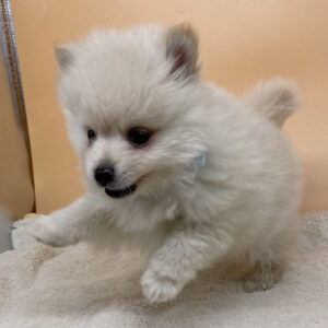 Alternative view of ミックス犬