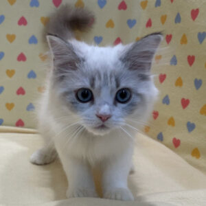 Alternative view of サイベリアン