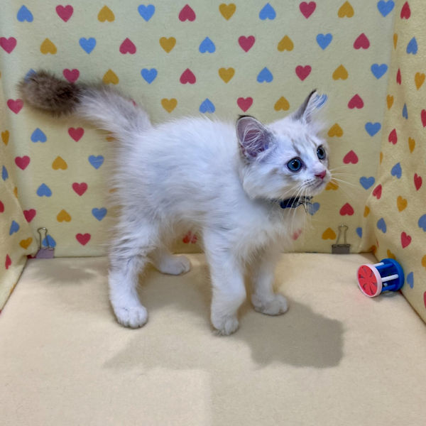 サイベリアン - 画像 (4)