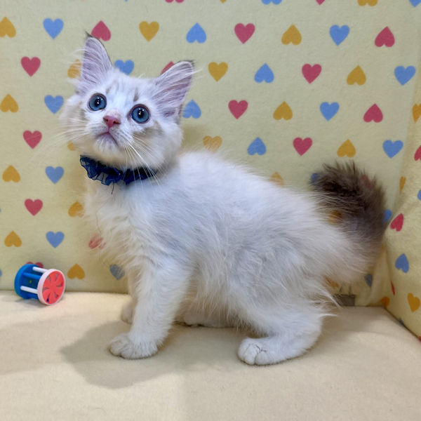 サイベリアン - 画像 (5)