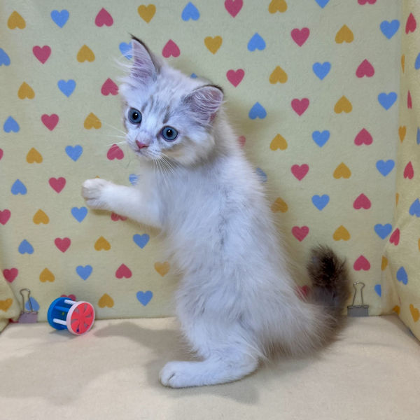 サイベリアン - 画像 (3)