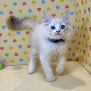 Alternative view of サイベリアン