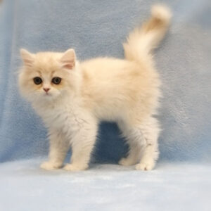 Alternative view of マンチカン