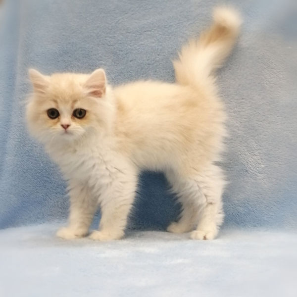 マンチカン - 画像 (2)