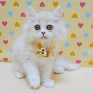 Alternative view of マンチカン