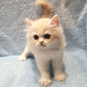 Alternative view of マンチカン