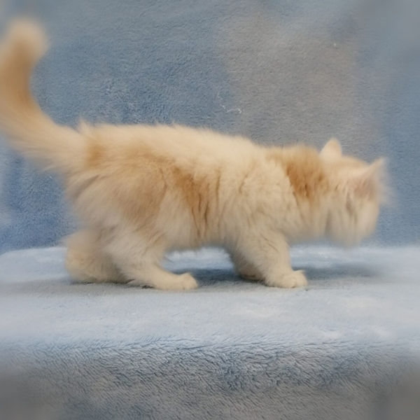 マンチカン - 画像 (3)