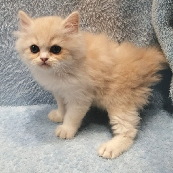 マンチカン - 画像 (3)