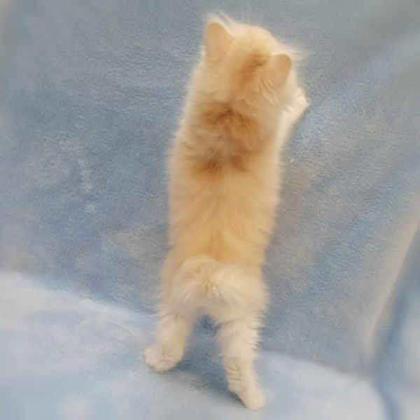 マンチカン - 画像 (4)