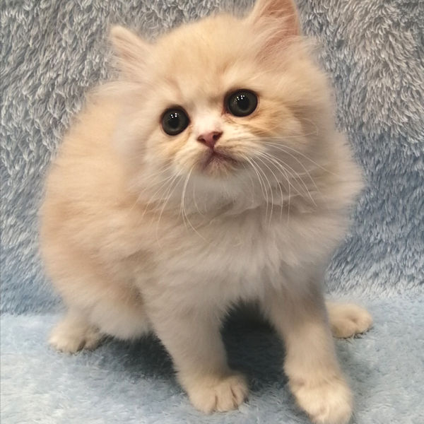 マンチカン - 画像 (4)