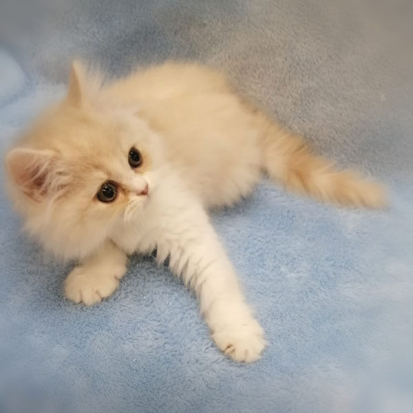 マンチカン - 画像 (5)