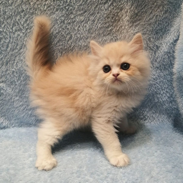 マンチカン - 画像 (5)