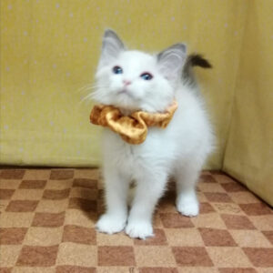 Alternative view of ラグドール