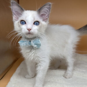 Alternative view of ラグドール