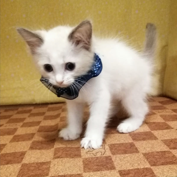 ラグドール - 画像 (2)