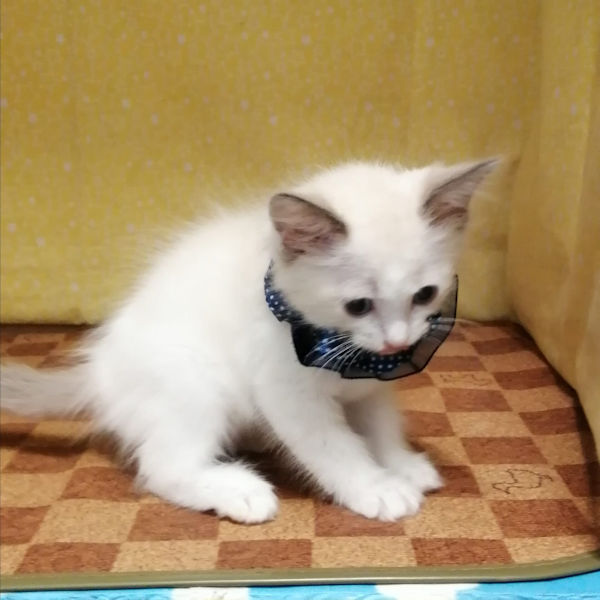 ラグドール - 画像 (3)