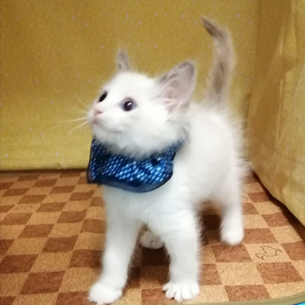 ラグドール - 画像 (4)