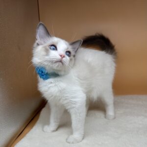 Alternative view of ラグドール