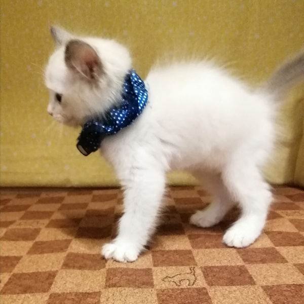 ラグドール - 画像 (5)