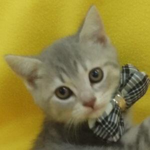 スコティッシュ・フォールド