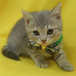 Alternative view of スコティッシュ・フォールド