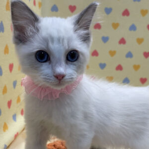 Alternative view of ラグドール