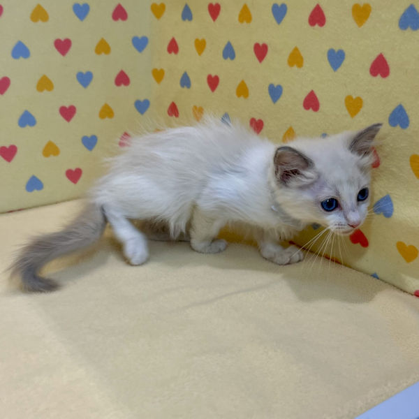 ラグドール - 画像 (4)