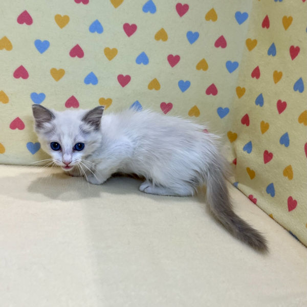 ラグドール - 画像 (5)