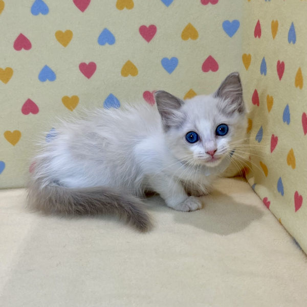 ラグドール - 画像 (3)