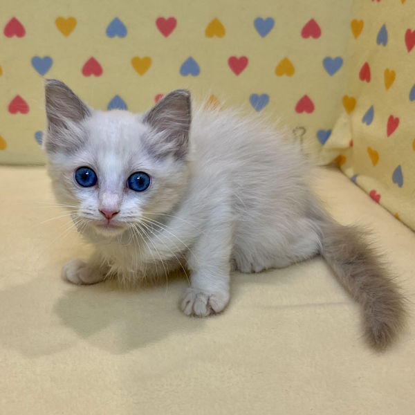 ラグドール - 画像 (2)