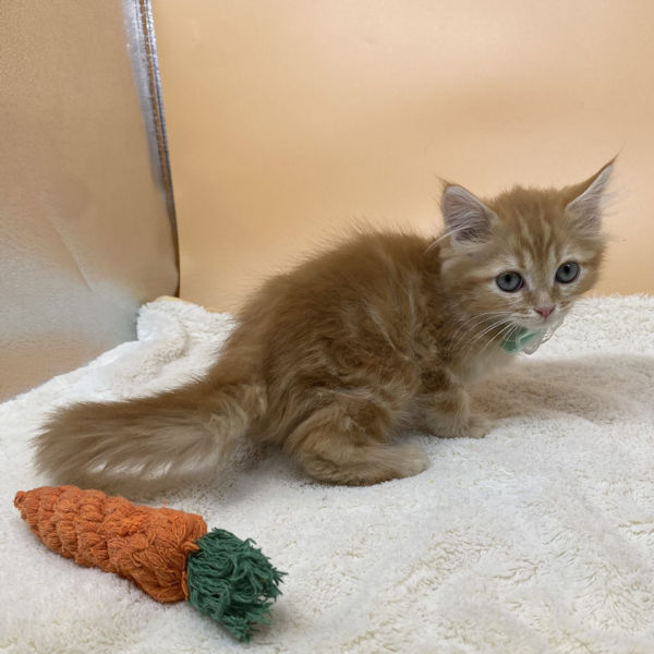 サイベリアン - 画像 (3)